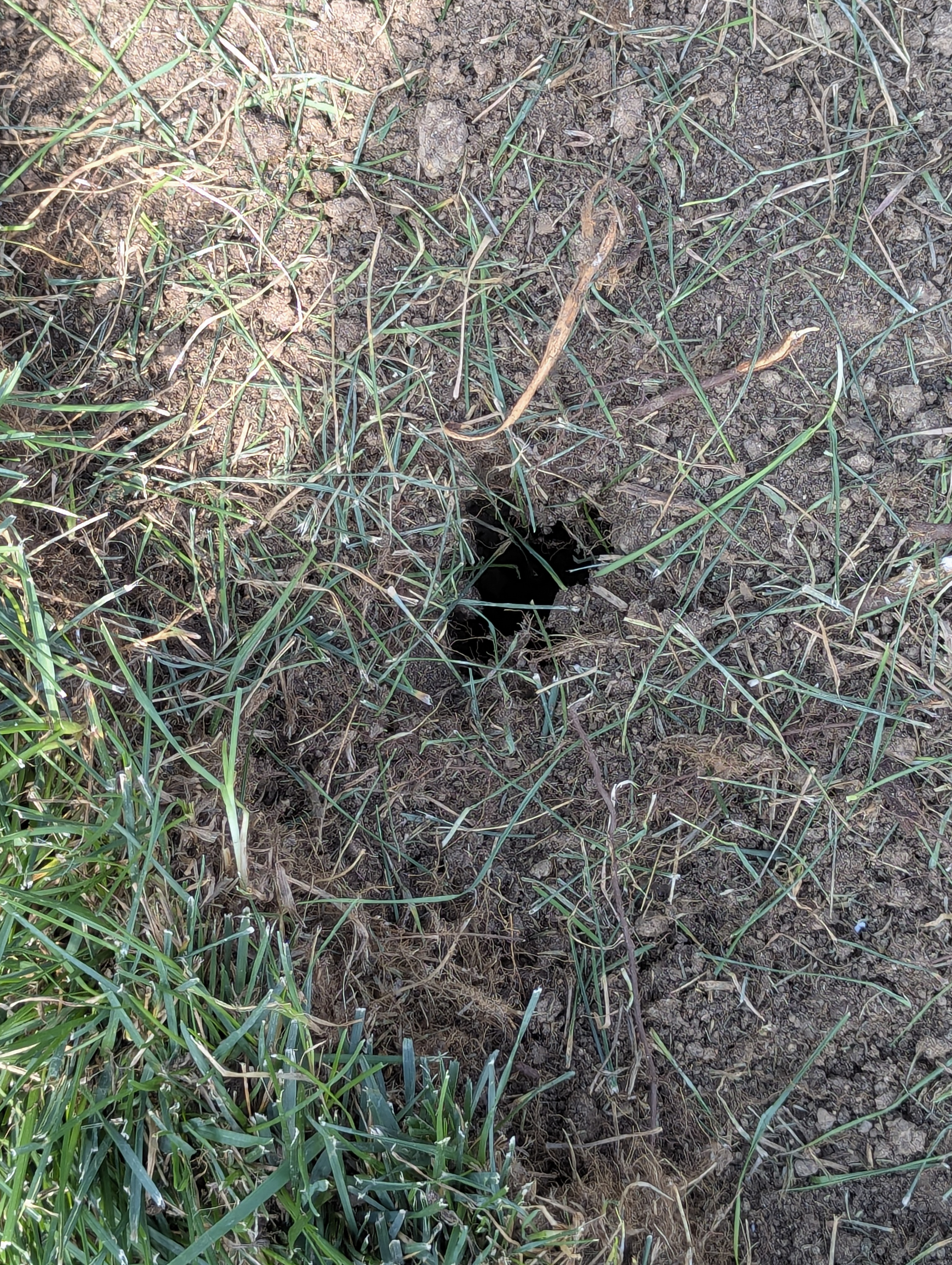 Tree Ring, Home Improvement, Morrison, Colorado